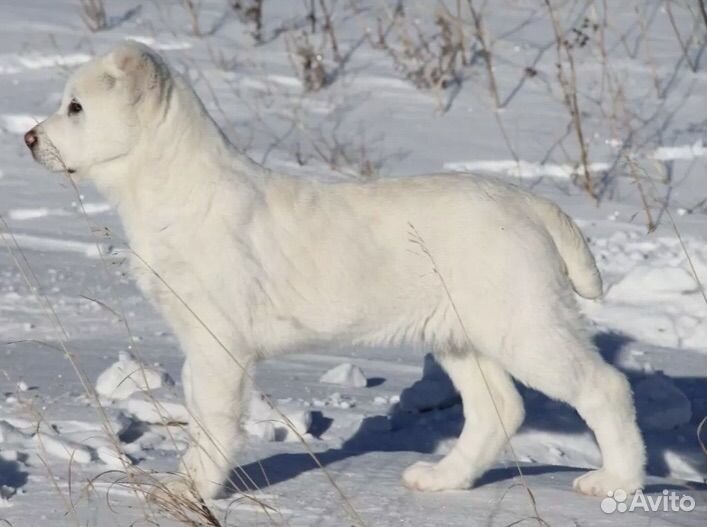 Щенок алабая кобель