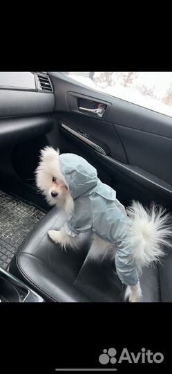 Одежда для собак мелких пород