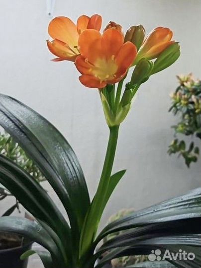 Кливия миниата