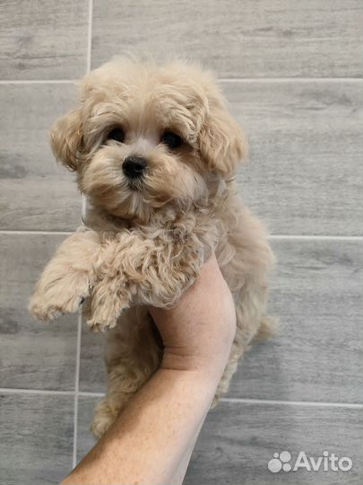 Мальтипу f1 micro