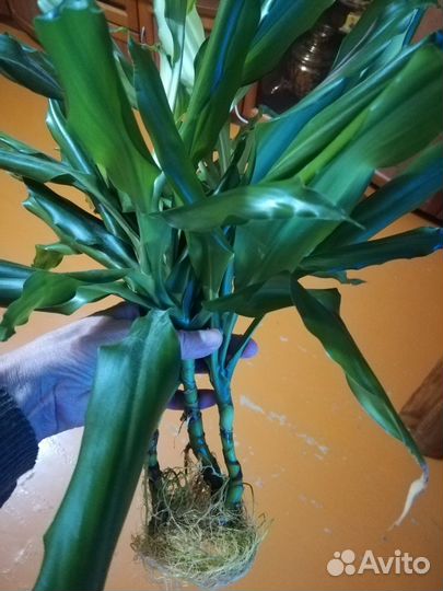 Пальма драцена