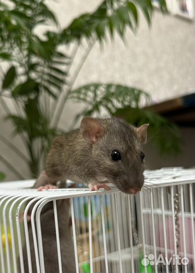 Крыса дамбо бесплатно