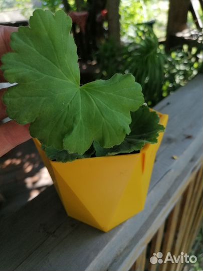 Герань пеларгония