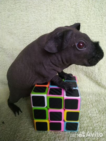 Морская свинка Скинни. Девочка