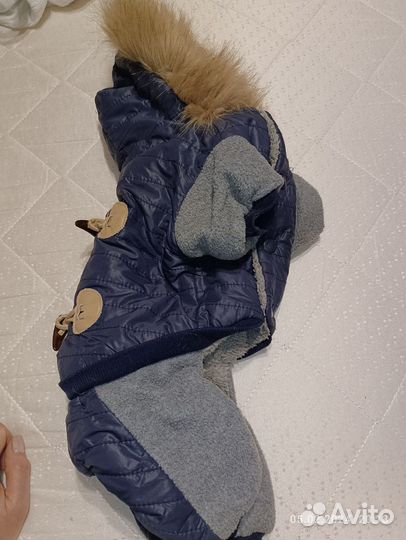 Одежда для маленьких собак чихуа