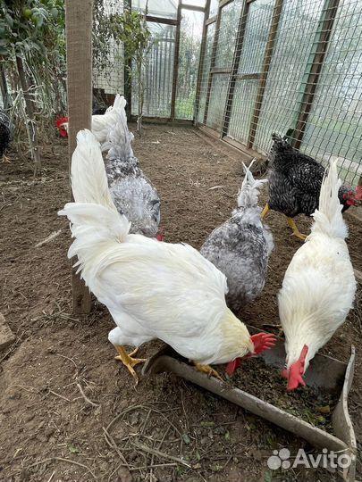 Петух деггорн на племя