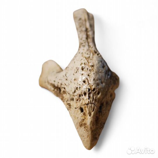 Клюв плейстоценового глухаря, окаменелость