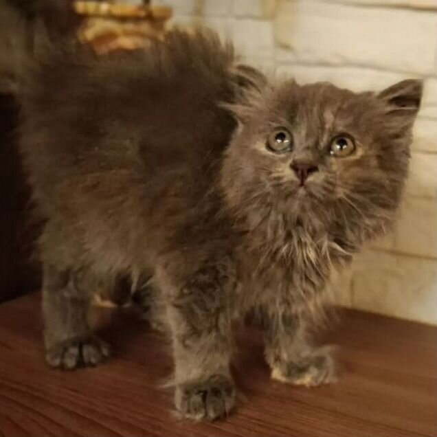Котёнок в добрые руки