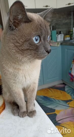 Милый котик