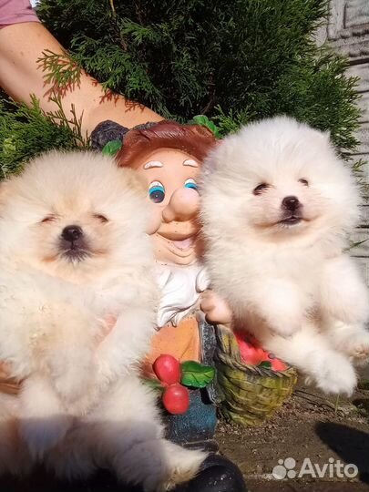 Померанский шпиц