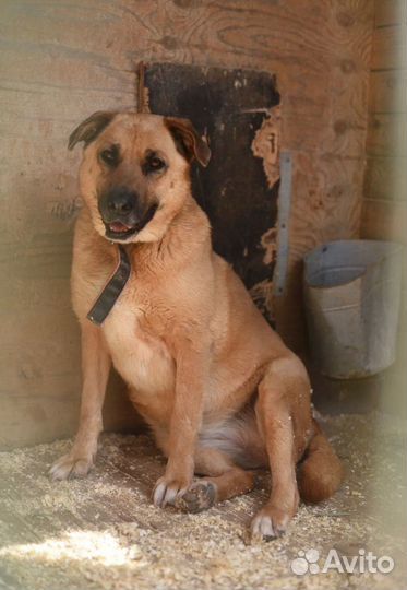 Спасите собаку из приюта