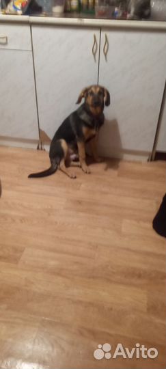 Собаки бесплатно