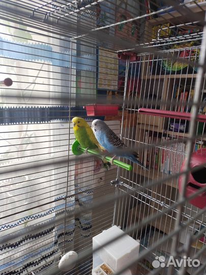Попугаи с клеткой