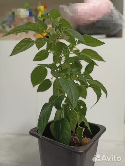 Перец острый красный