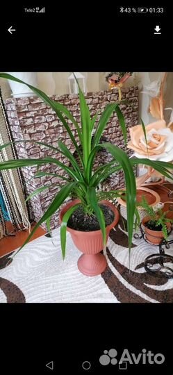 Пальма панданус