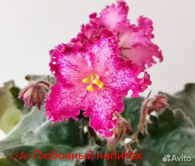 Детки сортовых фиалок