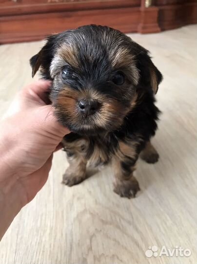 Йоркширский терьер мини девочка
