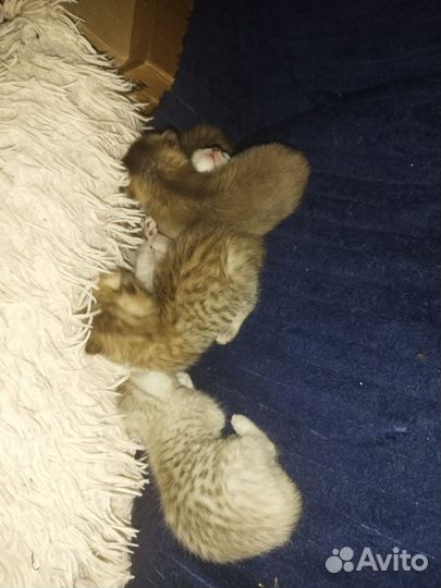 Бенгальские котята