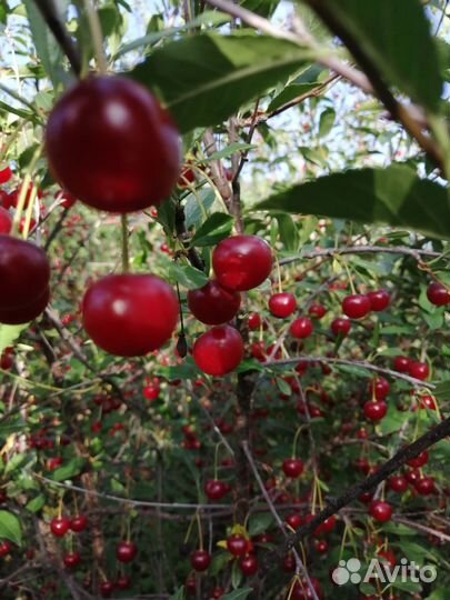 Вишня. Огурцы, Чеснок, Хрен