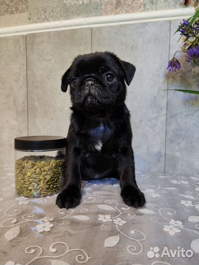 Щенки мопса