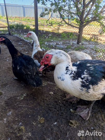 Мускусная утка. Гусаки Линды