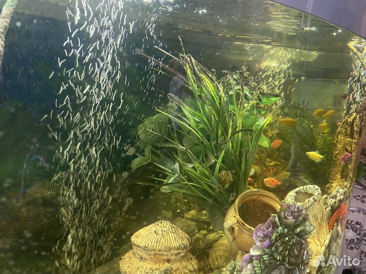 Аквариум с тумбой 180 литров