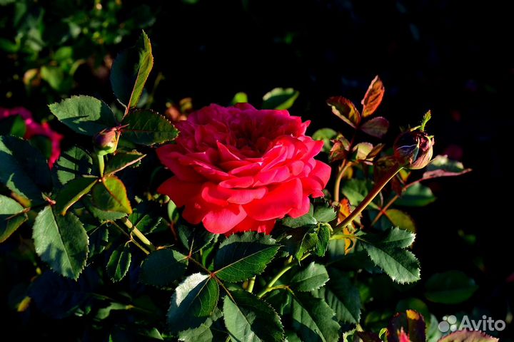 Русская кустовая роза, сорт 'Жанна' USY1702197