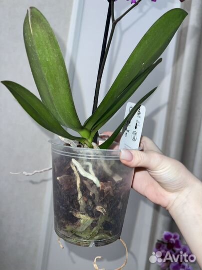 Орхидея яркая разноцветная