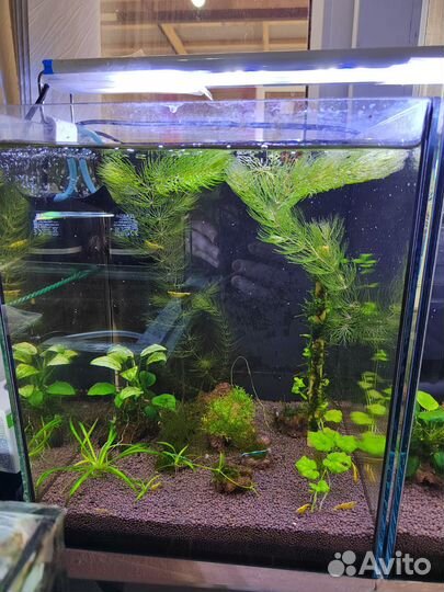 Аквариум