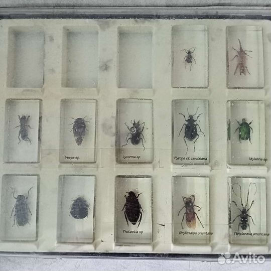 Насекомые в стекле