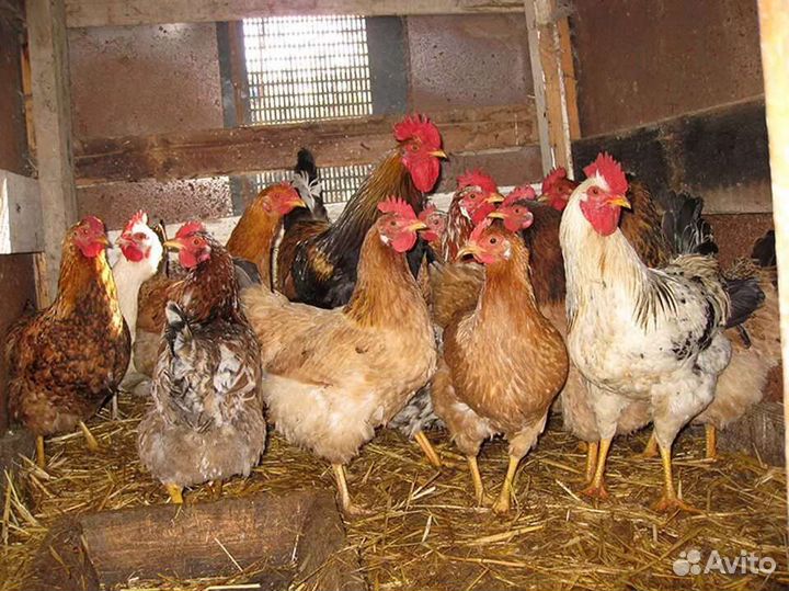 Куры молодки