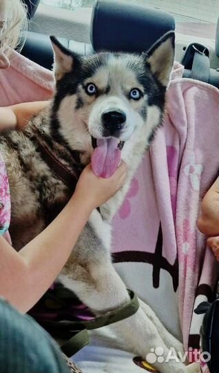 Щенки хаски