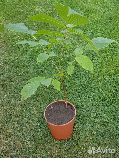 Маньчжурский орех