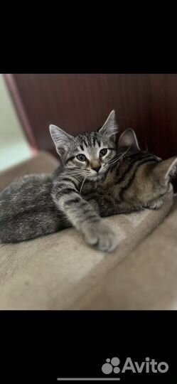 Котята в добрые руки даром