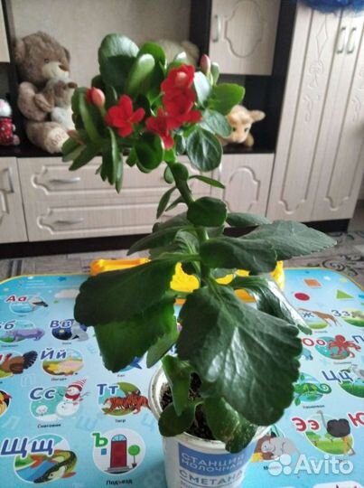 Каланхоэ