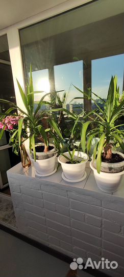 Комнатные цветы - пальма Юкка, Алоэ, толстянка