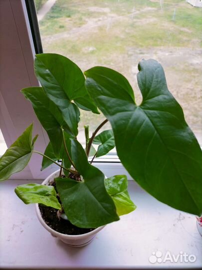 Сингониум Австралия, комнатные растения