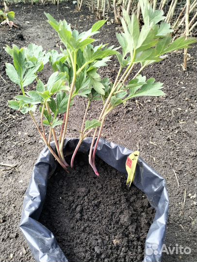 Пион Бартзелла