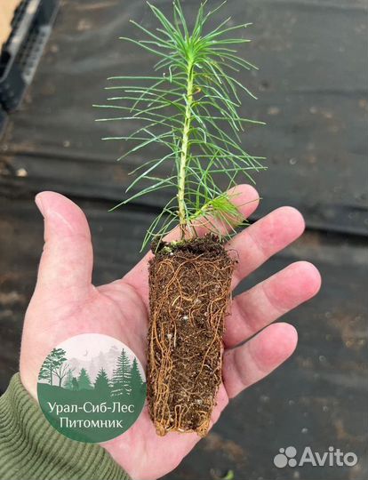 Сеянцы зкс Сосна окс Ель Лиственница Горная