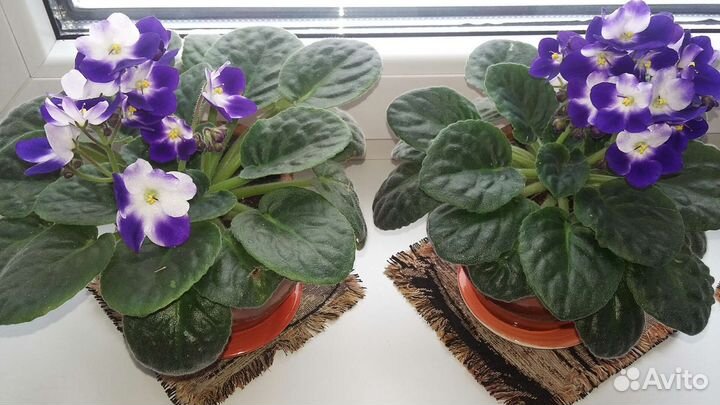Фиалки, комнатные растения