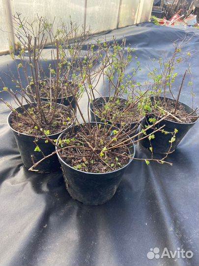 Спирея литл принцесс