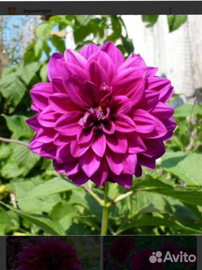 Георгина. Примула