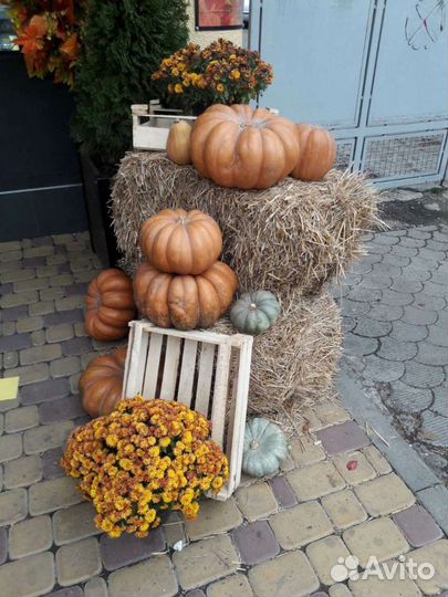 Солома, сено, рядом с вами