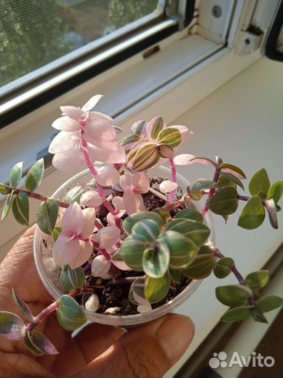 Колизия Бьянка