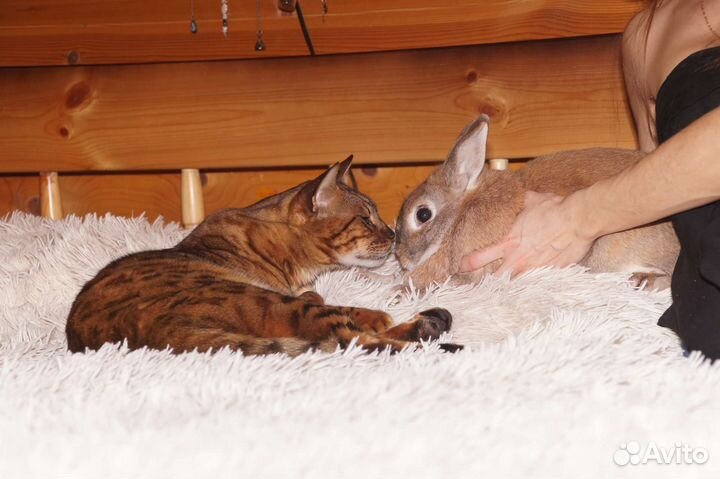 Домашняя передержка