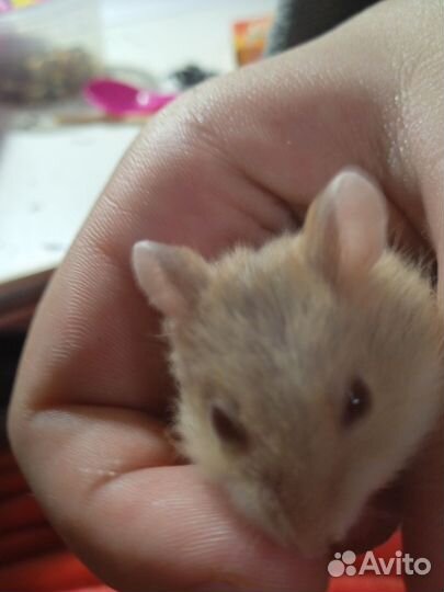 Джунгарский хомяк