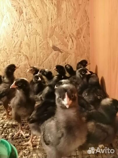 Гриз бар, Мастер грей, Редбро, Голошейка