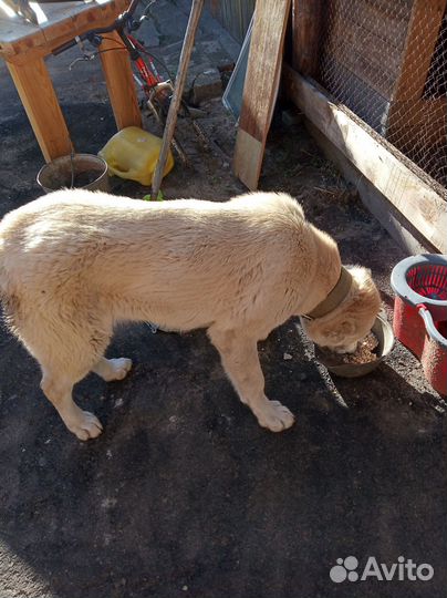 Домашние животные собаки