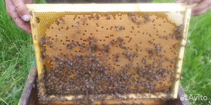 Пчеломатки