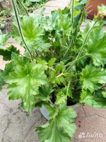 Гейхера 3х сортов